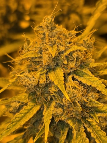 3rd Auto Grow — flower, day 110