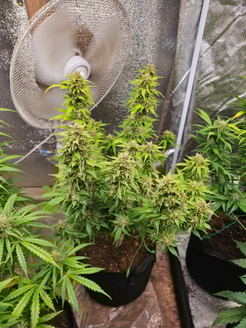 round 2 — flower, day 72