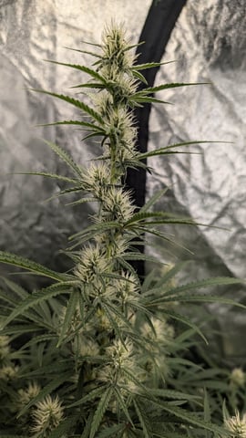 Perpetual Autoflower Mixed Grow #3 — flower, day 56
