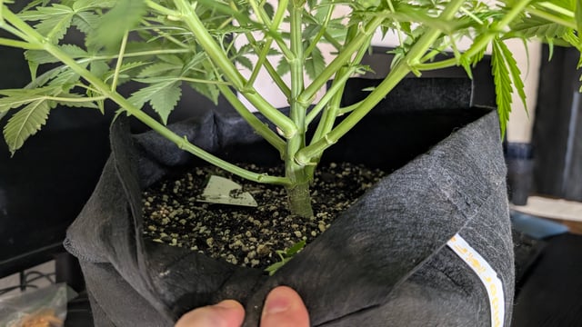 Strawberry Cheesecake Seedsman Seeds Autoflowers x2 — flower, day 39