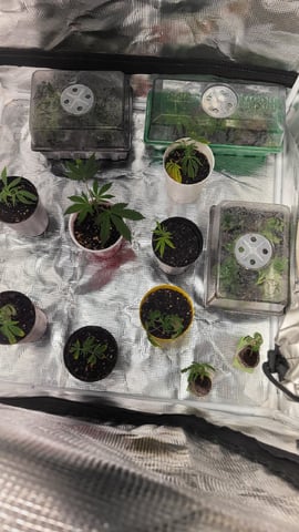 2x2x4 — grow_setup, day 25