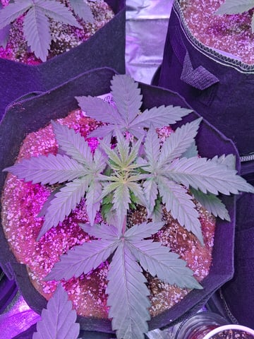 first auto grow — vegetative, day 23