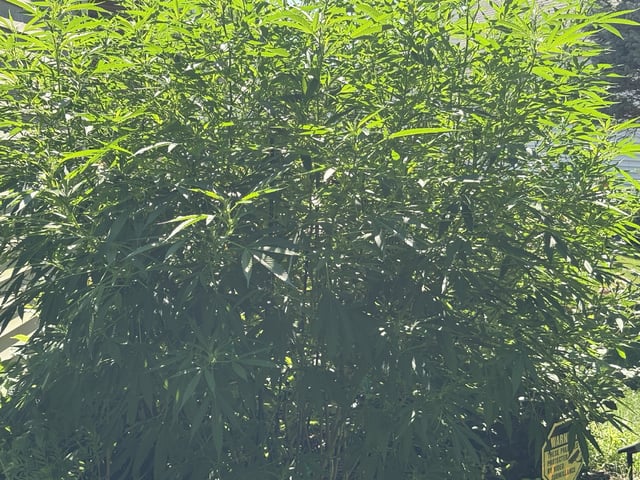 Grimm Glue 