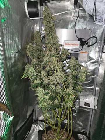 Northern lights #10 2nd plant (Selkies) — harvest, day 100