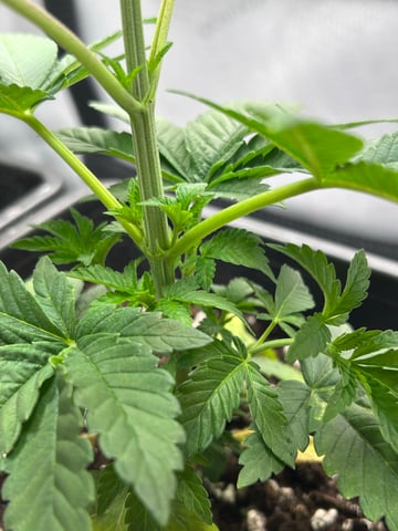 Stardust OG  — vegetative, day 25