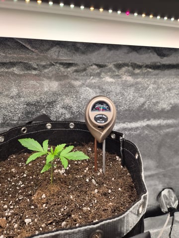 I'll get it right — vegetative, day 19