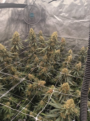 Master Kush — flower, day 117