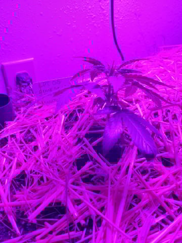 Auto Flower Run Fully Organic — vegetative, day 12