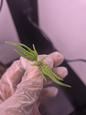 1st Auto Grow (LSD + BrB) - 1st indoor Grow — vegetative, day 22