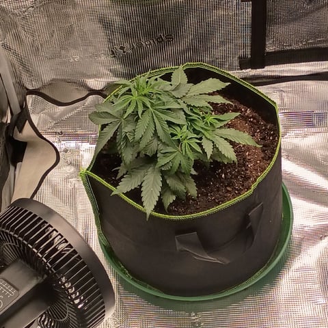 TentPlantLightFan — vegetative, day 36