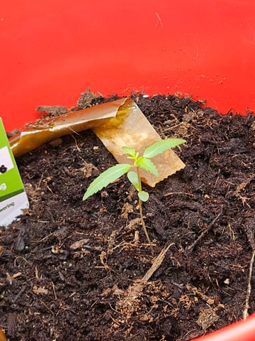 1st plant. Strain: Green Gelato AutoFlower — seedling_rooting, day 12