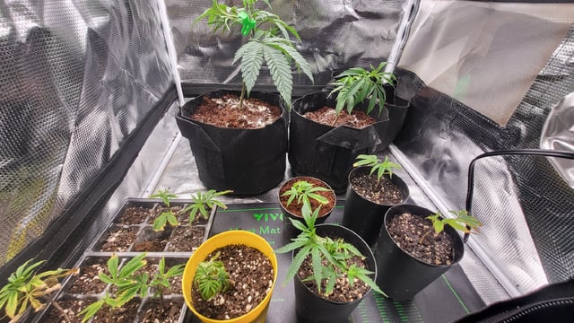 2x2x4 — vegetative, day 43