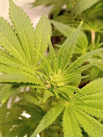 critical purple kush x peyote wifi  in the auto pot system tray 2 grow with added microhazian to the coco coir  — flower, day 69