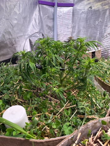 Round 1.5 — flower, day 45