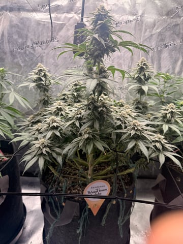 BloodMoon Gelato — flower, day 94