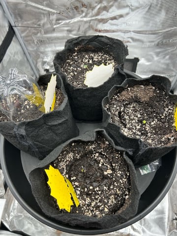 First Grow.. How am I doing? — seedling_rooting, day 1