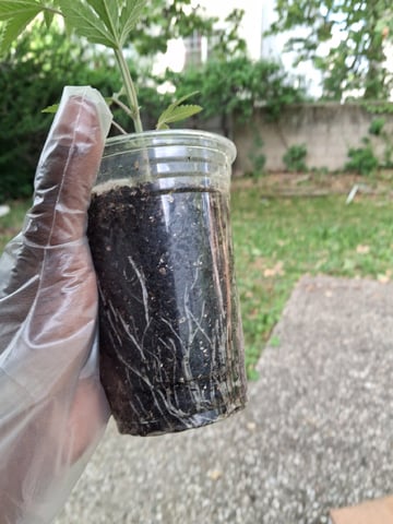 My First Grow — vegetative, day 58
