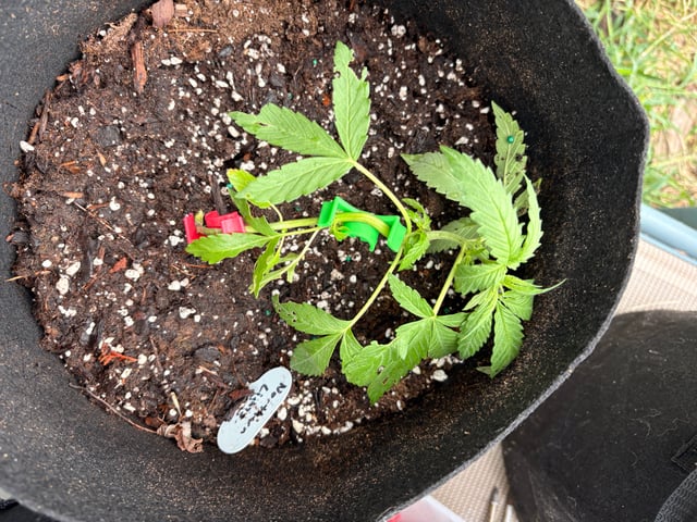 Northern Lights & Quick One  — vegetative, day 2