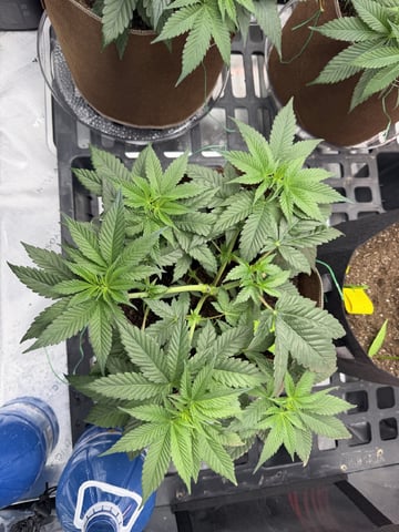 First Grow – Learning Every Day — vegetative, day 16