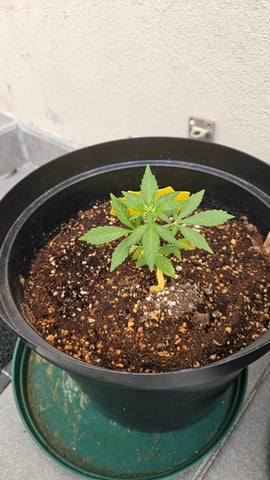 first grow adventure  — seedling_rooting, day 9