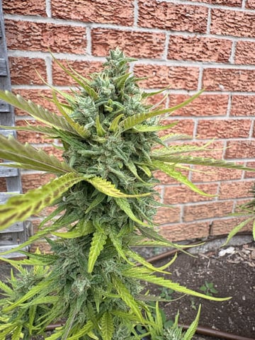 Muliflex — flower, day 96