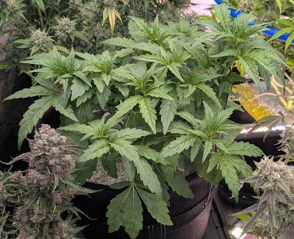 Perpetual Autoflower Mixed Grow #3 — flower, day 80