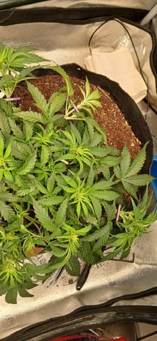 Diesel Auto Round 2 — flower, day 35