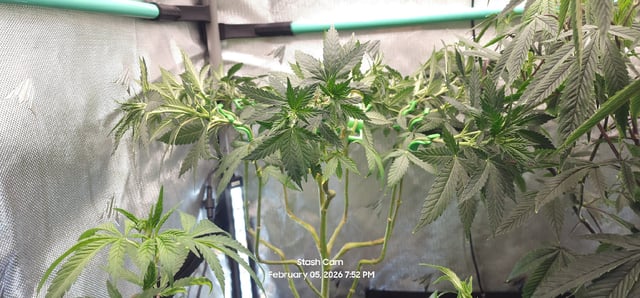 Ohio Lemon G — vegetative, day 1