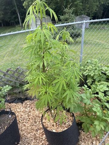 Outdoor 26 — vegetative, day 1