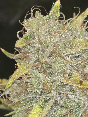 3rd Auto Grow — flower, day 109