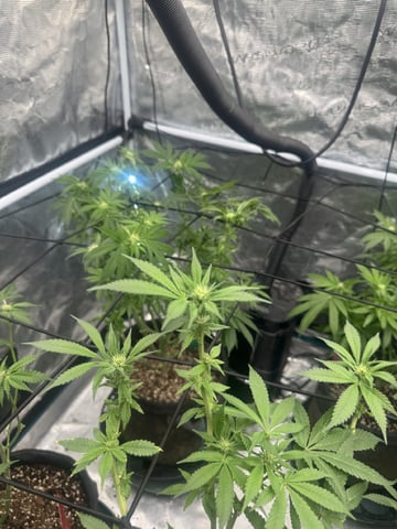  strawberry cough — flower, day 66