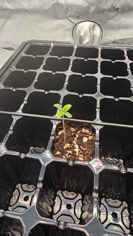 first grow — seedling_rooting, day 7