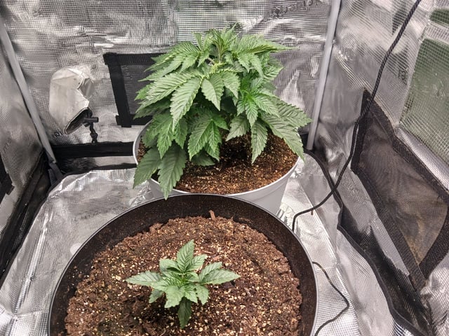 Gorilla Sherbert Feminized From Blimburn Seeds  — vegetative, day 23