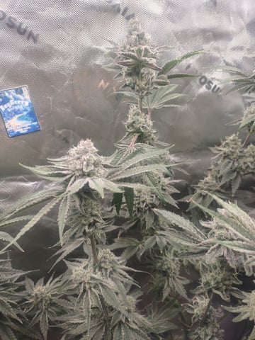 Mainely Genetics Micro Pheno Hunt — flower, day 83