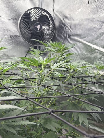 Humboldt, Hella Jelly. Jelly Donut  — flower, day 56