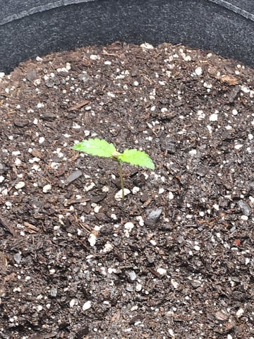 Gorilla Z auto — seedling_rooting, day 19