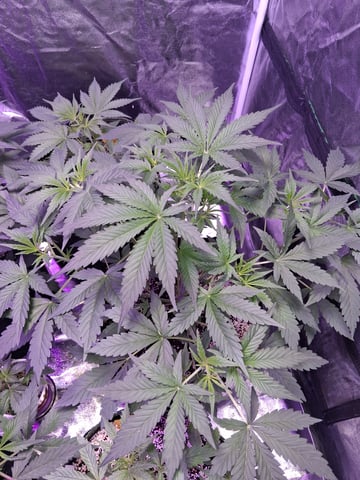 first auto grow — flower, day 36