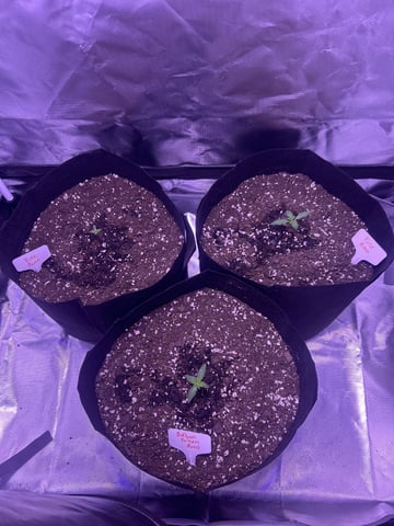 3 autos — grow_setup, day 3