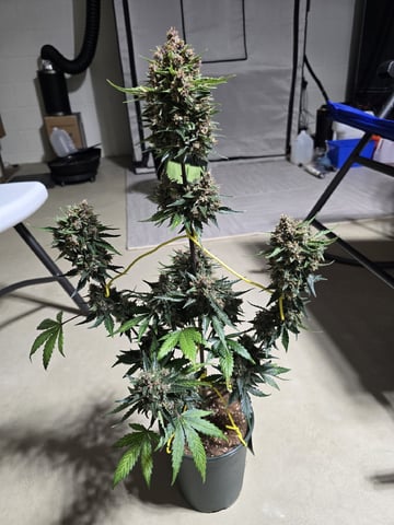 (4)autos  — harvest, day 70