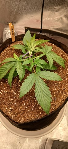 newest ggs setup grow — vegetative, day 22