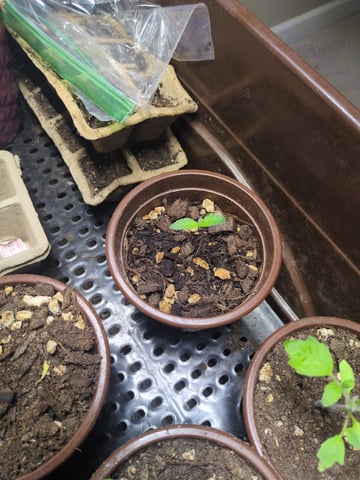 Audrey III — seedling_rooting, day 4