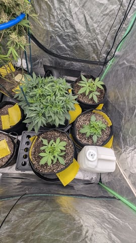 Perpetual Autoflower Mixed Grow #3 — germination, day 25