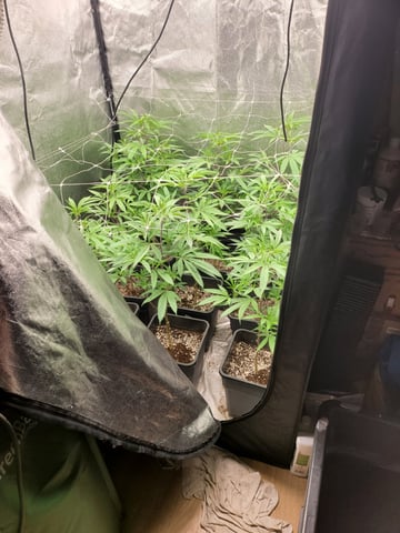 #3 — flower, day 24