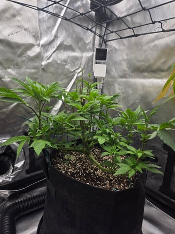 First Grow — vegetative, day 20