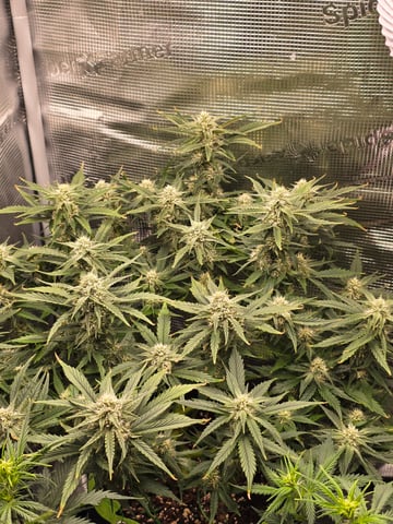 blue dream auto — flower, day 50