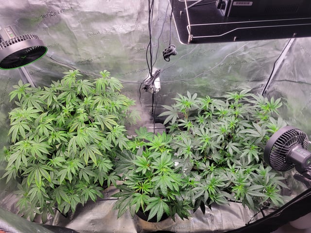 Grow — vegetative, day 39