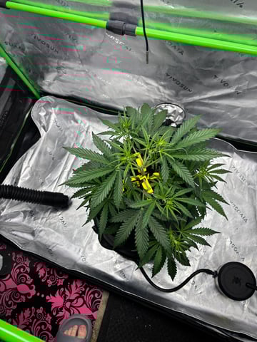 Fall 2025 Grow — vegetative, day 30