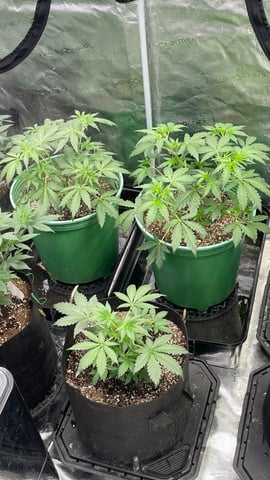 Rippleys OG Auto (Mephisto Genetics) 1st Attempt at Autos — vegetative, day 34