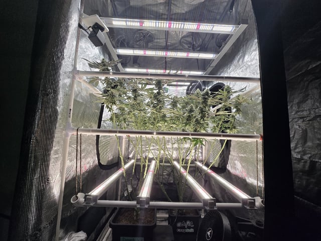 Grow 5.o — flower, day 87