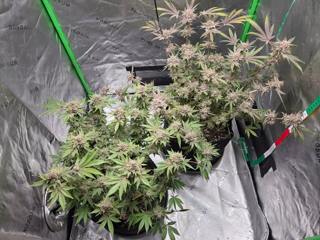 Special Queen 1 Fem+ Watermelon Auto — flower, day 134